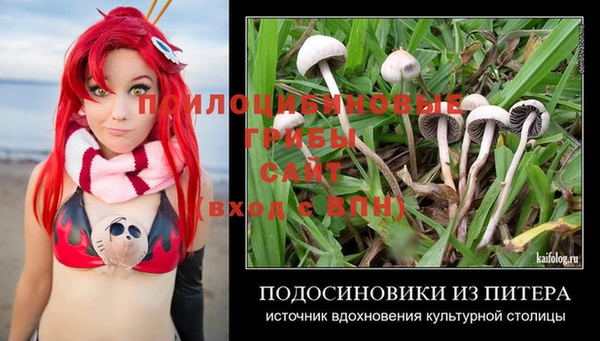 сатива Новокубанск